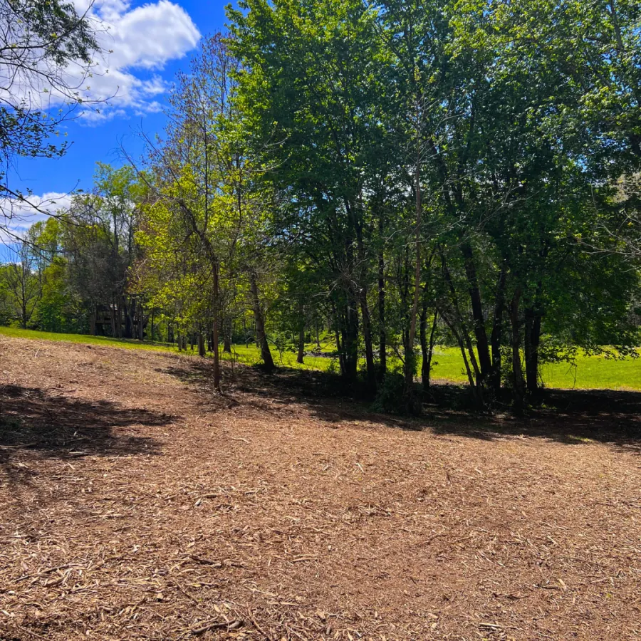 After land clearing — Overgrown lot cleared