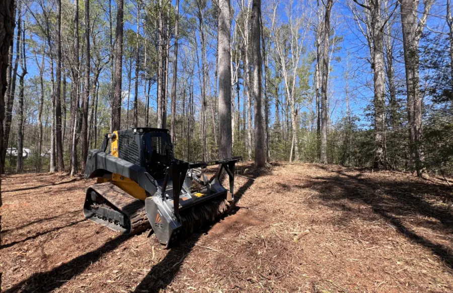 After land clearing — Dense brush reclaimed