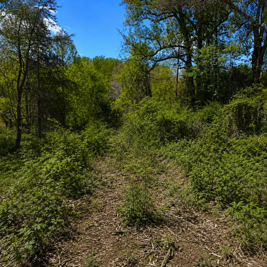 Before land clearing — Wooded acreage transformed