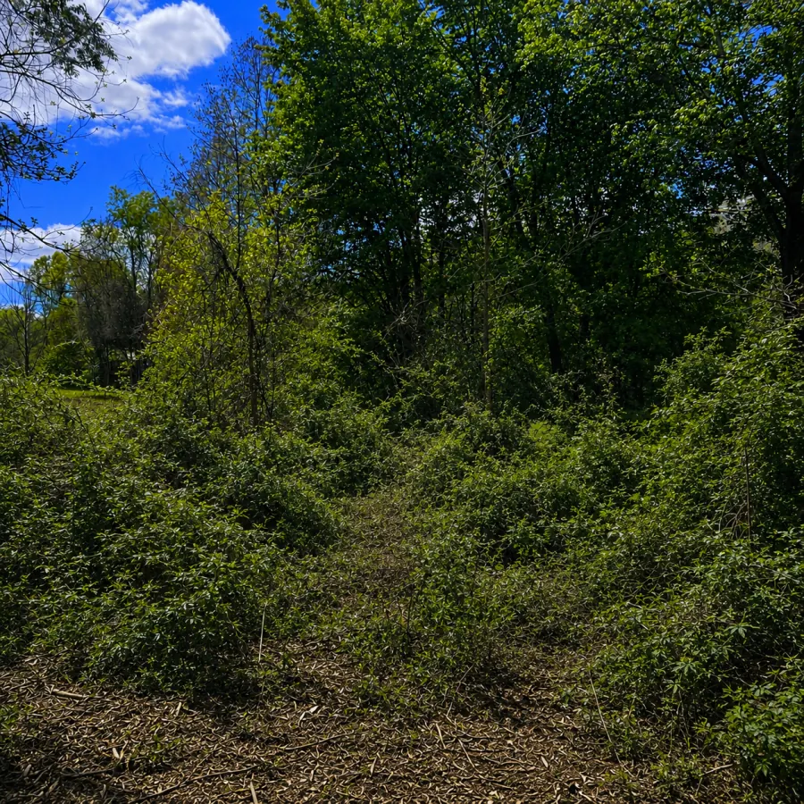 Before land clearing — Overgrown lot cleared