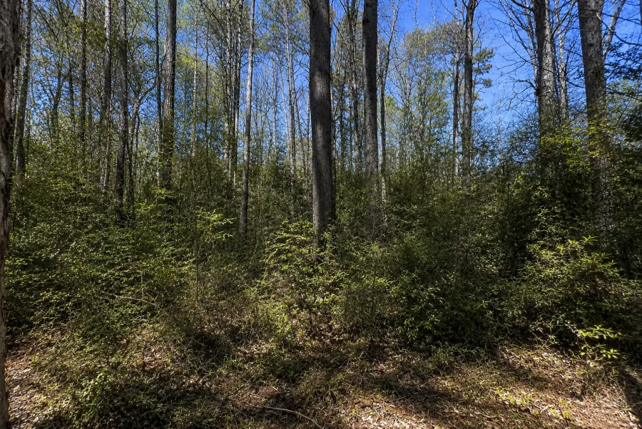Before land clearing — Dense brush reclaimed
